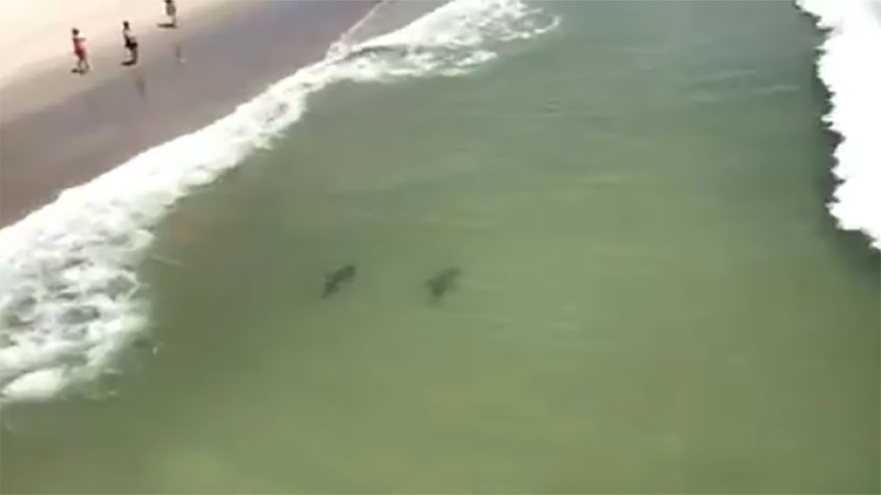 Myrtle Beach Sharks Myrtle Beach Sharks