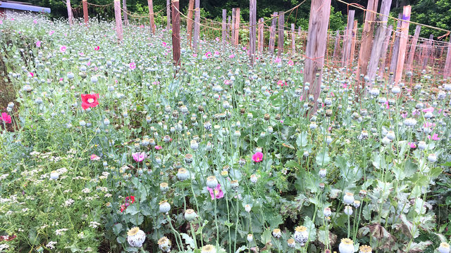 Poppy-Cover_20170523152025592_8137878_ve