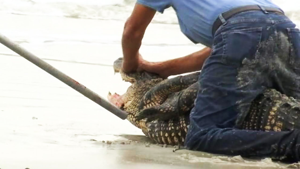 Alligator On Tybee Island Alligator On Tybee Island