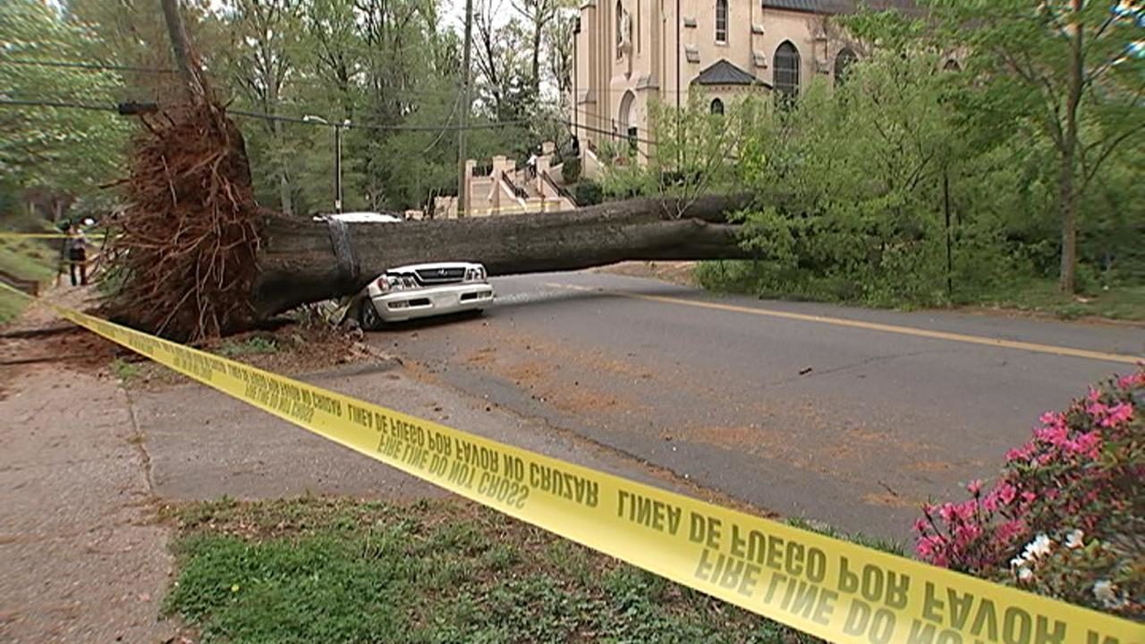 City Tree Fell On My Car City Tree Fell On My Car