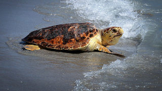 Image result for Rare sea turtles smash nesting records in Georgia, Carolinas